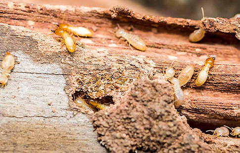 Traitement de charpente à Bois d'Arcy (78390) dans les Yvelines (78)